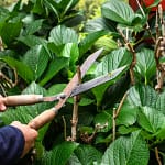 taille douce région 28