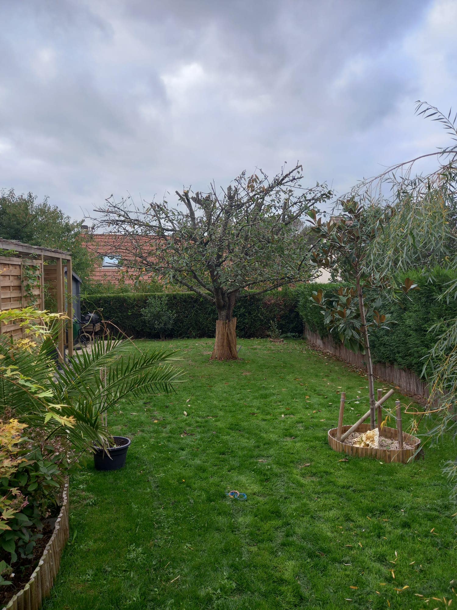 Taille d'arbre fruitiers Élagueur 28