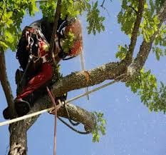 La gestion écoresponsable déchets verts Lucé
