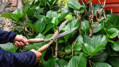 taille douce région 28