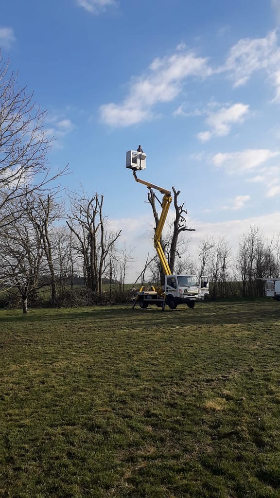 Abattage d'arbres