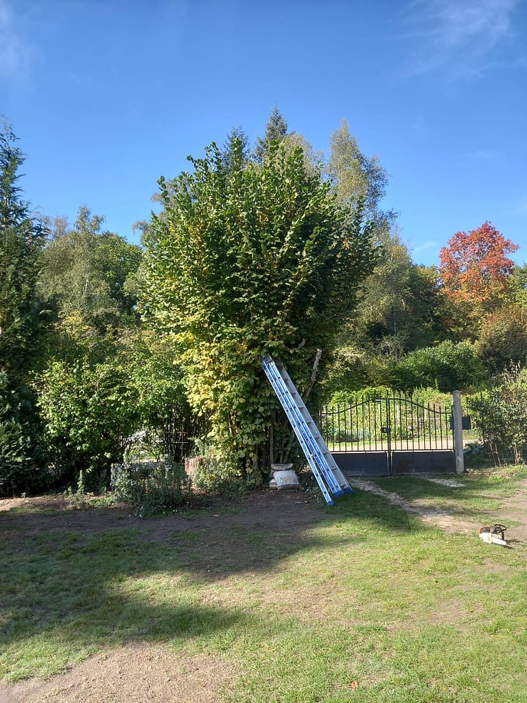 Élagage sur un arbre Steven Elagueur 28