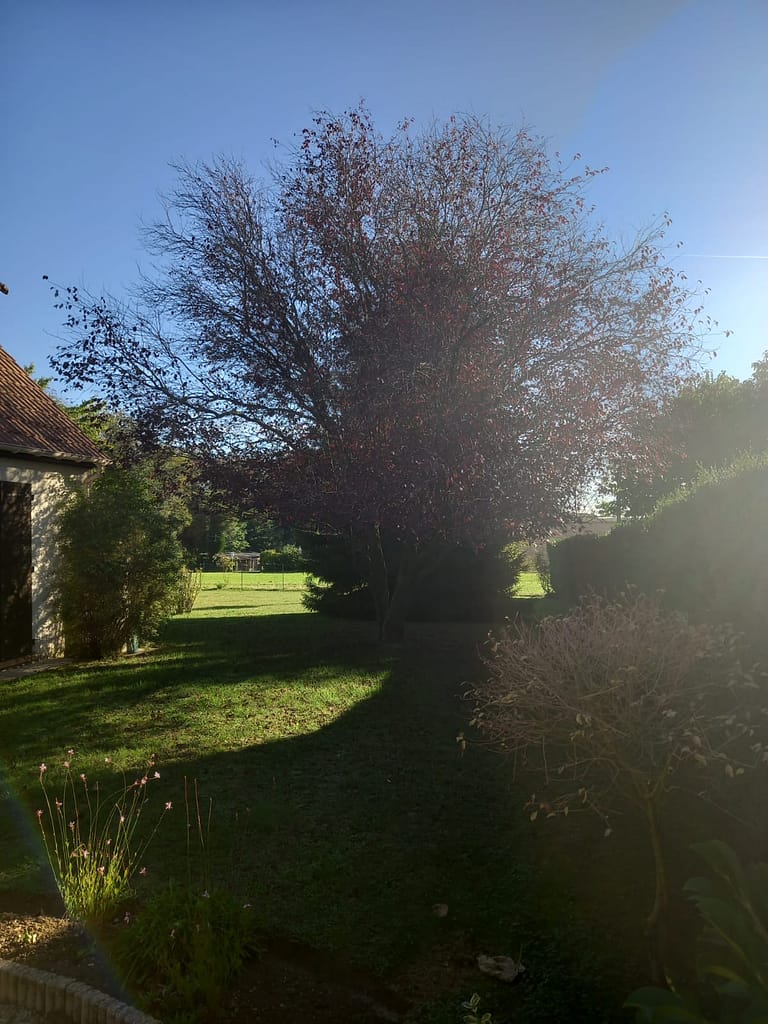 protection des arbres Nogent-le-Rotrou