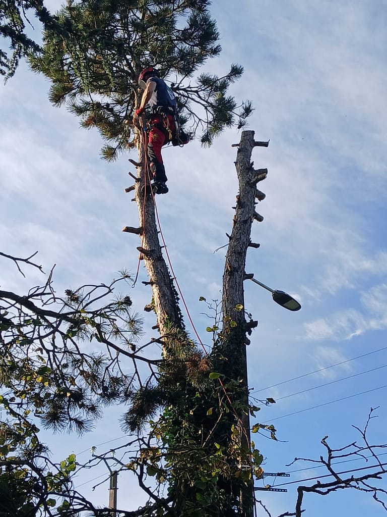 Artisan Steven Elagueur 28