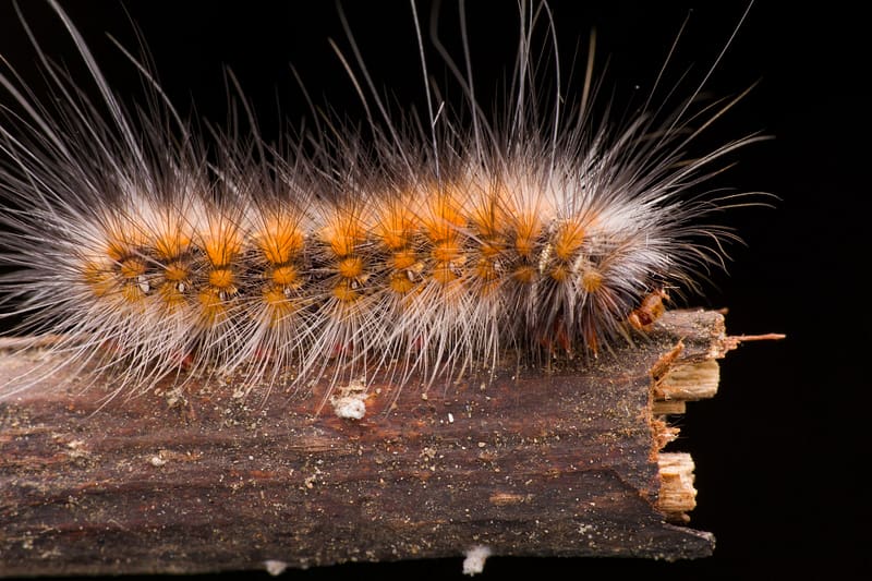 Enlèvement de nid de chenille processionnaires