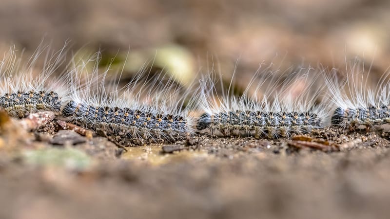 Chenille processionnaires Chenille processionnaires